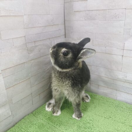 ハイクラスネザーランドドワーフ