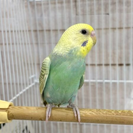 インコ