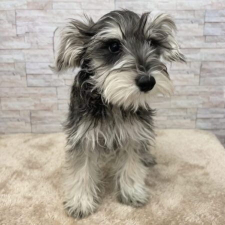 ミニチュアシュナウザー