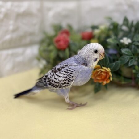 インコ