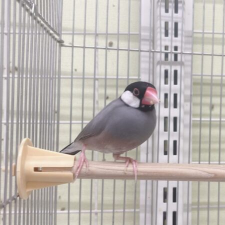 桜文鳥
