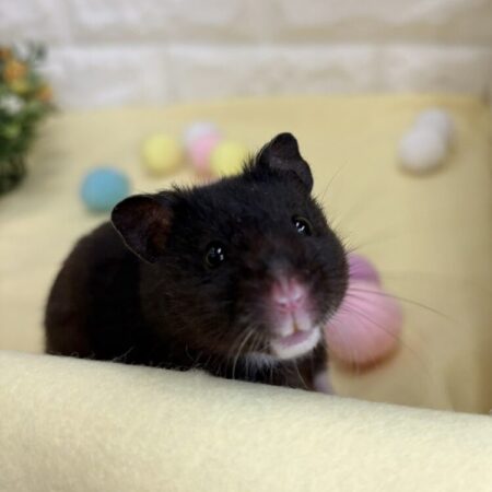 クロクマハムスター