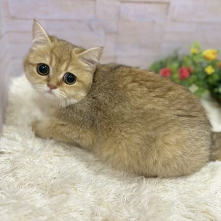 ブリティッシュ