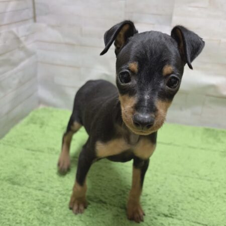 ミニチュア・ピンシャー