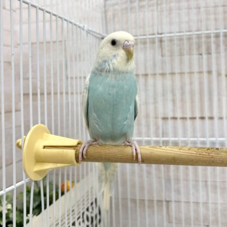 インコ