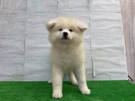 秋田犬