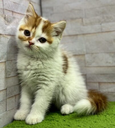 スコティッシュフォールド