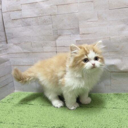 セルカークレックス