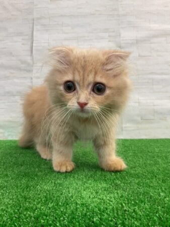 スコティッシュフォールド