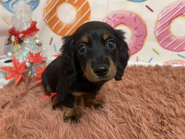 やぶちゃんダックスフンド 17917801 - ペットショップ ケン & ワン