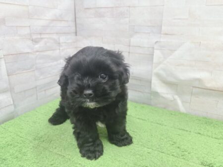 MIX（チワワ×シーズー）