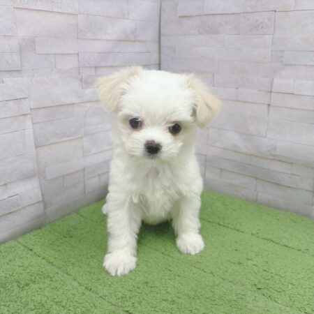 MIX（チワワ×マルチーズ）