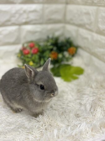 ネザーランドドワーフ