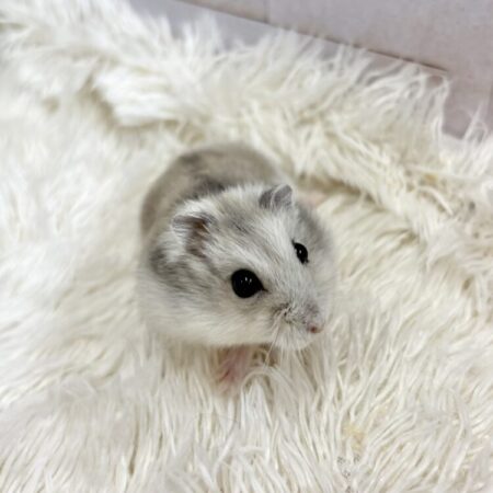 ジャンガリアン　ブルーサファイア