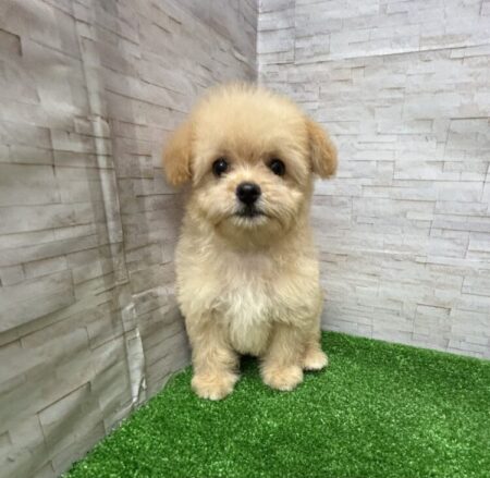 MIX(父:チワワ×母トイプードル)