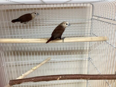 ヘキチョウ