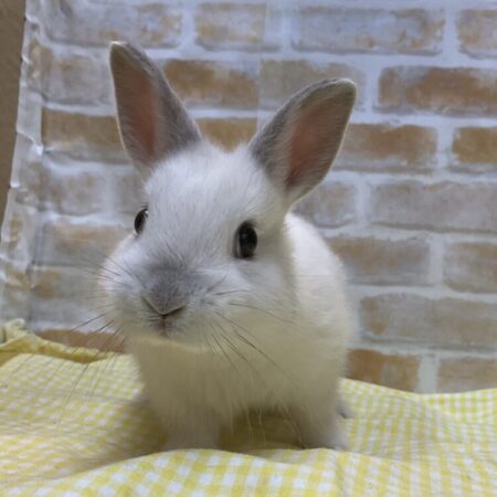 ネザーランドドワーフ