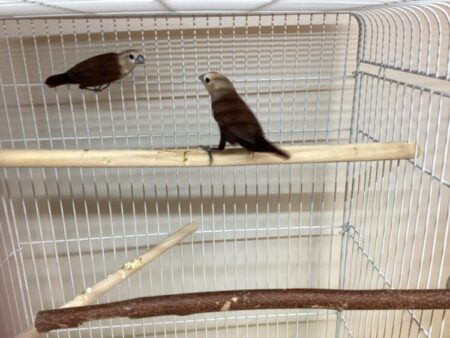 ヘキチョウ