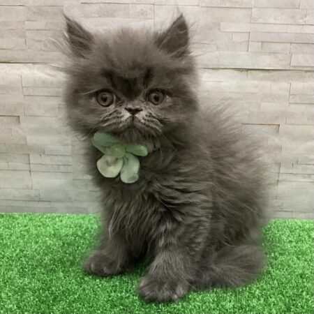 エキゾチック(父4kg×母3kg)