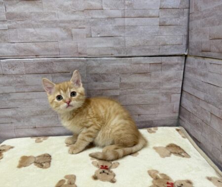 スコティッシュフォールド(父5.0kg×4.0kg)