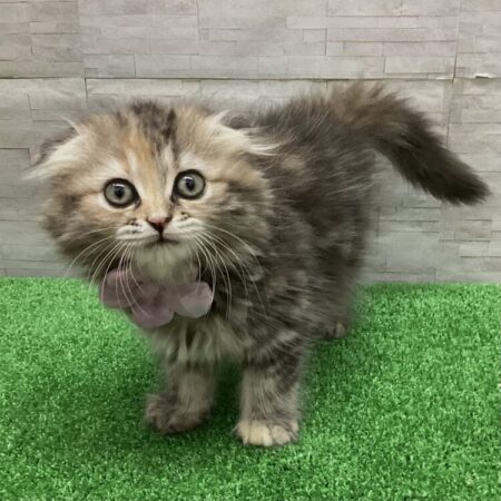 スコティッシュフォールド(父4kg×母4kg)