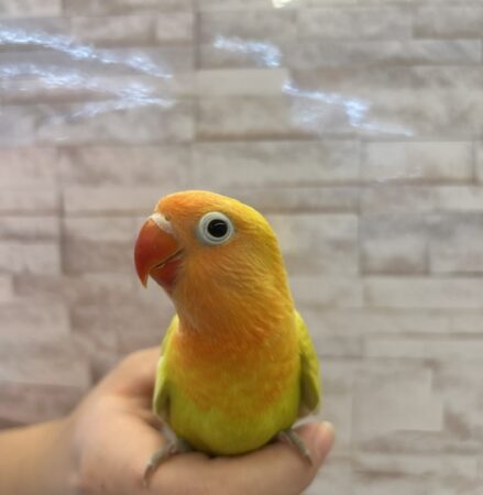 インコ
