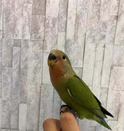 インコ
