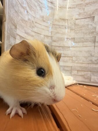 モルモット