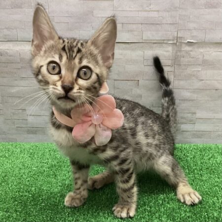 ベンガル(父5kg×母3.5kg)