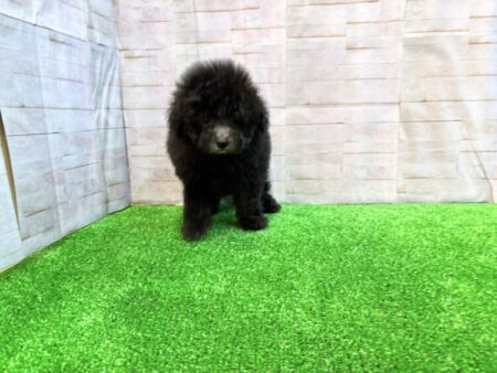 トイ・プードル