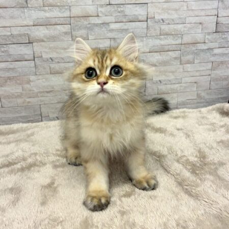 ブリティッシュ