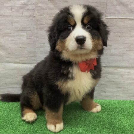 バーニーズマウンテンドッグ(父50kg×母45kg)