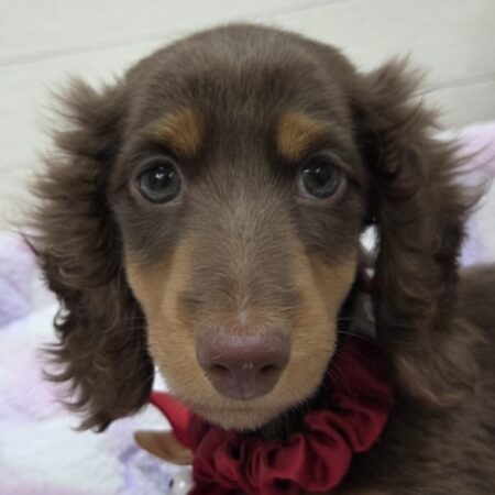 ミニチュア・ダックスフンド