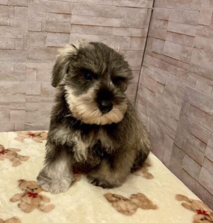 ミニチュアシュナウザー(父6.0kg×母6.5kg)