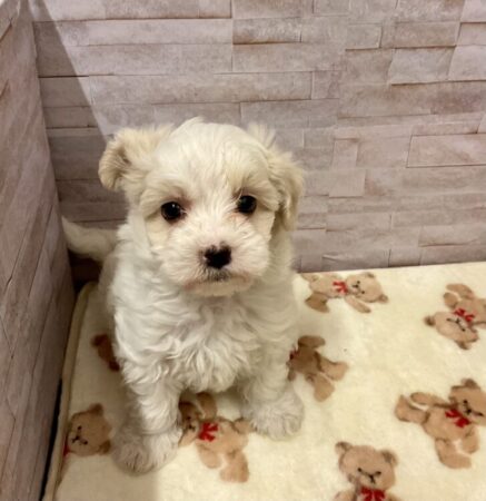 ミックス(父マルチーズ2.9kg×母トイプードル3.2kg)