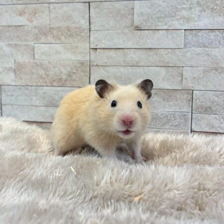 ゴールデンハムスター