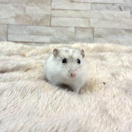 ジャンガリアンハムスター