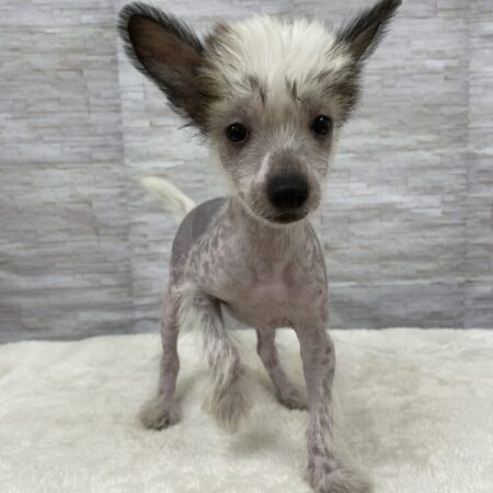 チャイニーズクレステッドドッグ(ヘアレス)