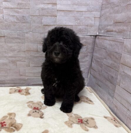 トイプードル(父3.0kg×3.0kg)