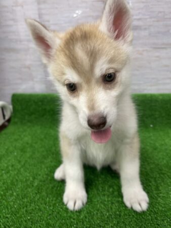 シベリアンハスキー