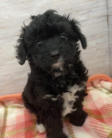 MIX(父:チワワ/母:トイプードル)