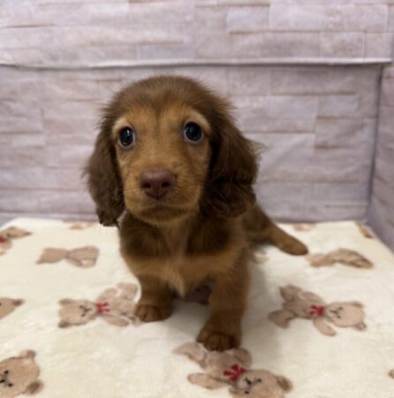 ミニチュアダックスフンド(父3.5kg×3.5kg)