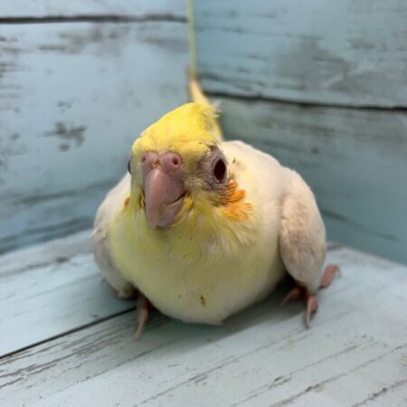 インコ
