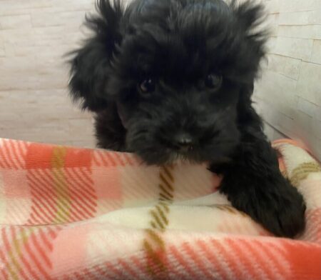 MIX(父:マルチーズ/母:トイプードル)