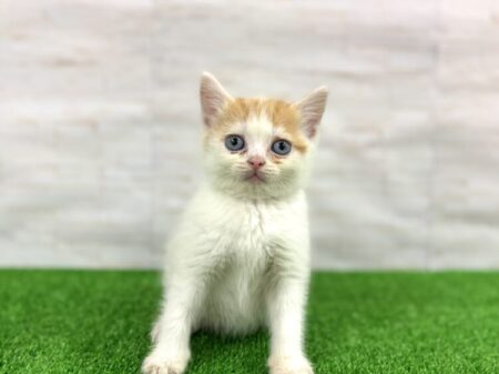 スコティッシュフォールド(立)