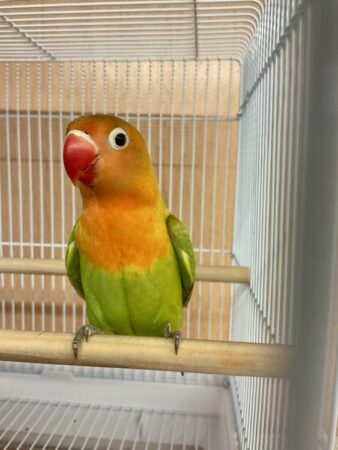 ボタンインコ