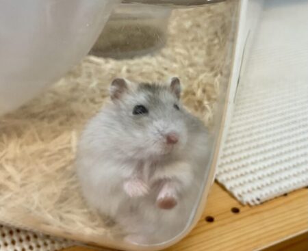 イエロージャンガリアン
