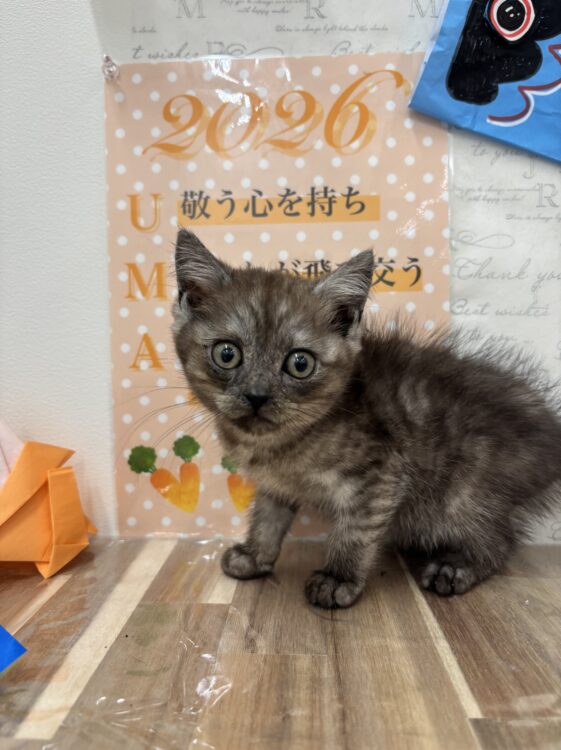 【中古】 ネコと少年 中古】 いぬとねこ。の通販 by もったいない本舗 ラクマ店｜ラクマ