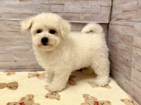 ビションフリーゼ(父3.5kg×母3.5kg)