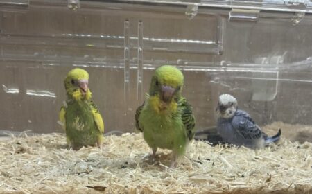 セキセイインコ
